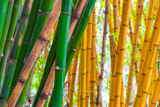 Green yellow bamboo trees tropical forest San José Costa Rica.