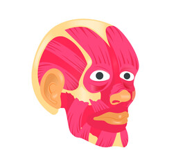 A selection of three heads sorted into the skull followed by the muscle layer and the outer layer (ie. man's head). Each file contains piece by piece of illustration. 