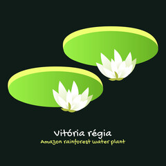 Victoria Regia, Lotus, Illustration flower. Aquatic plant of the Nymphaeaceae family, typical of the Amazon region. White, green. Brazilian tropical nature. Exotic, beautiful, natural.