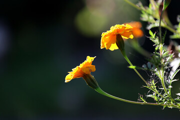 Piękne żółte kwiatki oświetlone słońcem z tyłu. - obrazy, fototapety, plakaty