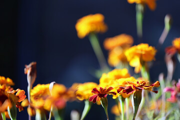 Piękne żółte kwiatki oświetlone słońcem z tyłu. - obrazy, fototapety, plakaty
