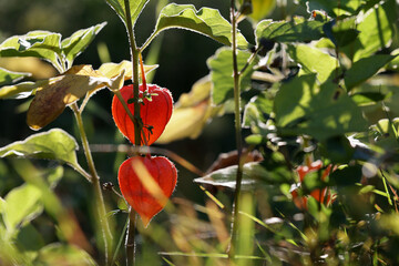 Piękna czerwona roślina oświetlone słońcem z tyłu.  - obrazy, fototapety, plakaty