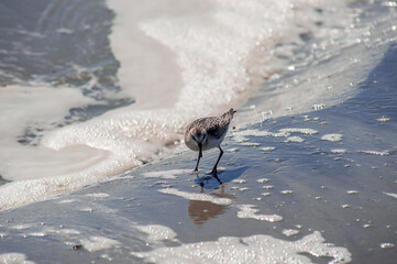 Sandpiper feeding on an Atlantic beach. Southern New Jersey beach town. 