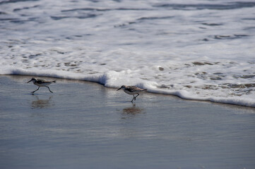 Two Sandpipers feeding on an Atlantic beach. Southern New Jersey beach town. 
