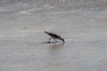 Sandpiper feeding on an Atlantic beach 4. Southern New Jersey beach town. 