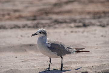 Laughing Gull sanding on a sandy Atlantic Beach. Southern New Jersey beach town. 