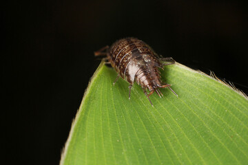 macro of a bug