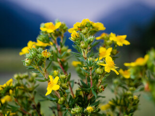 Close up of yellow flowers blossoming with blurred mountain background.