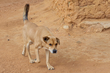 Cachorro Caramelo