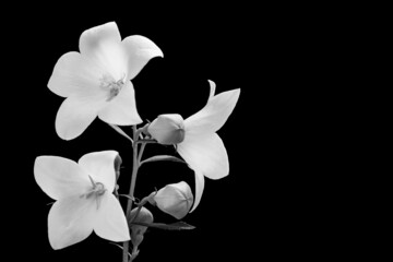 Black and white Chinese bellflower flowering twig. Platycodon grandiflorus. Romantic detail of...