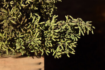 Close-up and detail shot of freshly harvested oregano that is in a wooden crate to dry