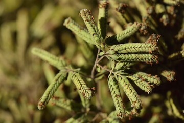 Obraz premium Close up and detail shot of freshly harvested oregano drying outdoors