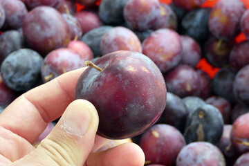 close-up ripe red plums,a person is holding ripe plums in his hand,