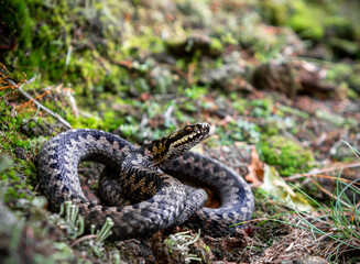 European Adder (Vipera berus) 
