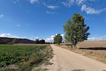 terrestrial climate landscape, dry fields, poplar trees and dense clouds in the sky,