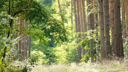 forest in spring