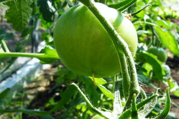 Green unripe tomato on the bush