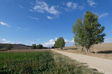 terrestrial climate landscape, dry fields, poplar trees and dense clouds in the sky,