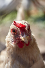 portrait of a chicken