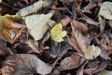 Fallen yellow, brown and orange leaves. Background. Autumn