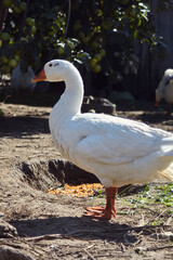 white goose
