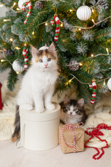 little cute funny kitten cat playing with new year decorations on the background of the christmas tree new year and christmas concept. High quality 