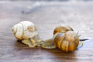 Burgundy snail Helix pomatia or escargot is a species of land snail. Burgundy snail gliding on the ground. Edible escargot. Growing snails. close up