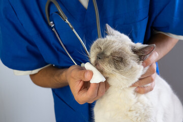 Veterinarian wipe the nose with a cotton pad. Treatment of nose infection snuffle and rheum...
