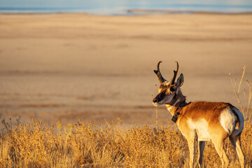 Pronghorn in the wild