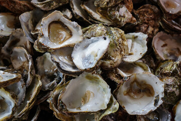 Empty seashells from oyster 