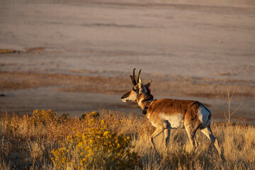 Pronghorn in the wild