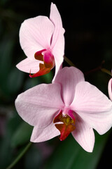 Obraz premium pink orchid flower