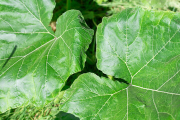 Large green pumpkin leaves. Natural plant background