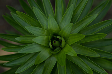 green lily leaves