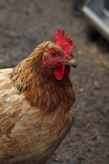 chicken on the farm