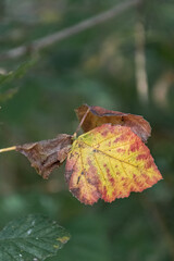 Feuille d'arbre en automne 