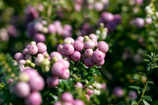 Gaultheria mucronata, also called prickly heath. This flowering plant is native to Chile and Argentina. In autumn it produces globose berries, edible when ripe.