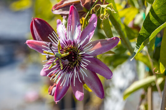 Passiflora × violacea, the violet passion flower. It's an hybrid between Passiflora racemosa and Passiflora caerulea. This cultivar is the Passiflora violacea "Victoria".