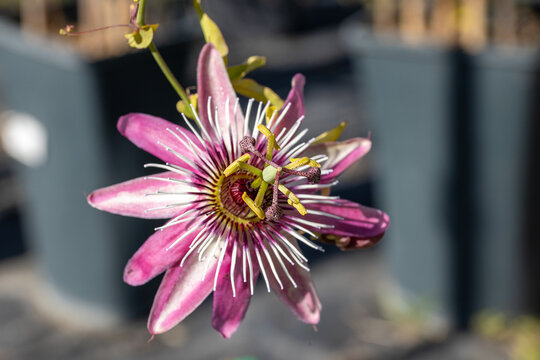 Passiflora × violacea, the violet passion flower. It's an hybrid between Passiflora racemosa and Passiflora caerulea. This cultivar is the Passiflora violacea "Victoria".