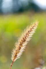 Plumeaux dans un champ