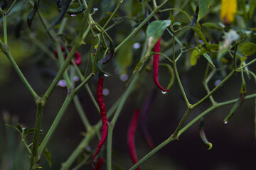 Fresh curly red chilies (Cabai Merah Keriting) hanging on the tree in the fields ready to harvest....