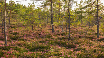Obraz premium Autumn colors. Beautiful heater in the swamp, Kemeri National Park, Latvia