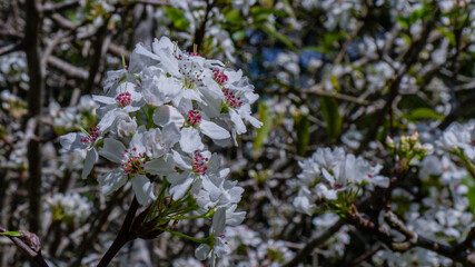 Whitey flowers