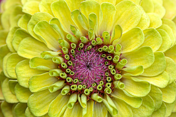 Close up of yellow and Pink Zinnia