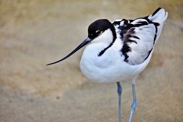 Nahaufnahme Wasservogel