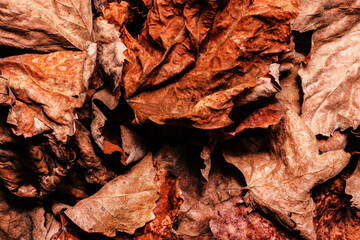 Texture backdrop photo of various colored dried leafs.