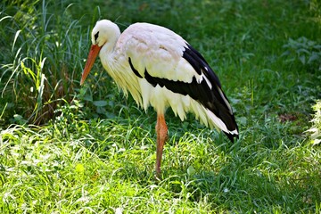 Storch im Gras