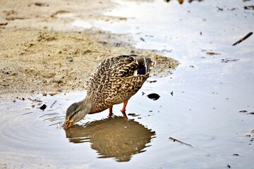 Stockente trinkt Wasser aus Pfütze