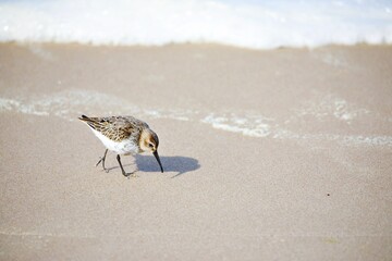 Strandläufer Vogel