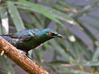 neugieriger exotischer Vogel